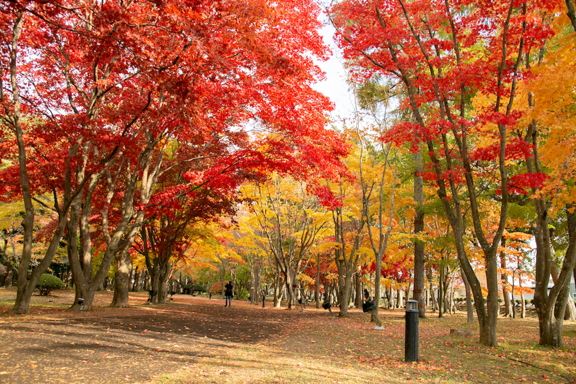 22年 全国紅葉カレンダー シーズン予想 名所24選 Matcha 訪日外国人観光客向けwebマガジン