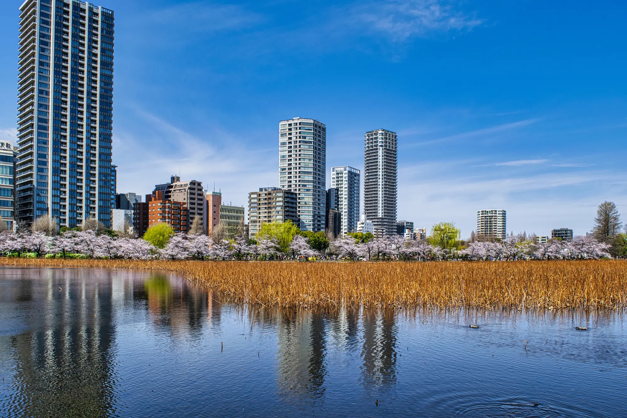 上野公园 MATCHA 日本旅游网络杂志