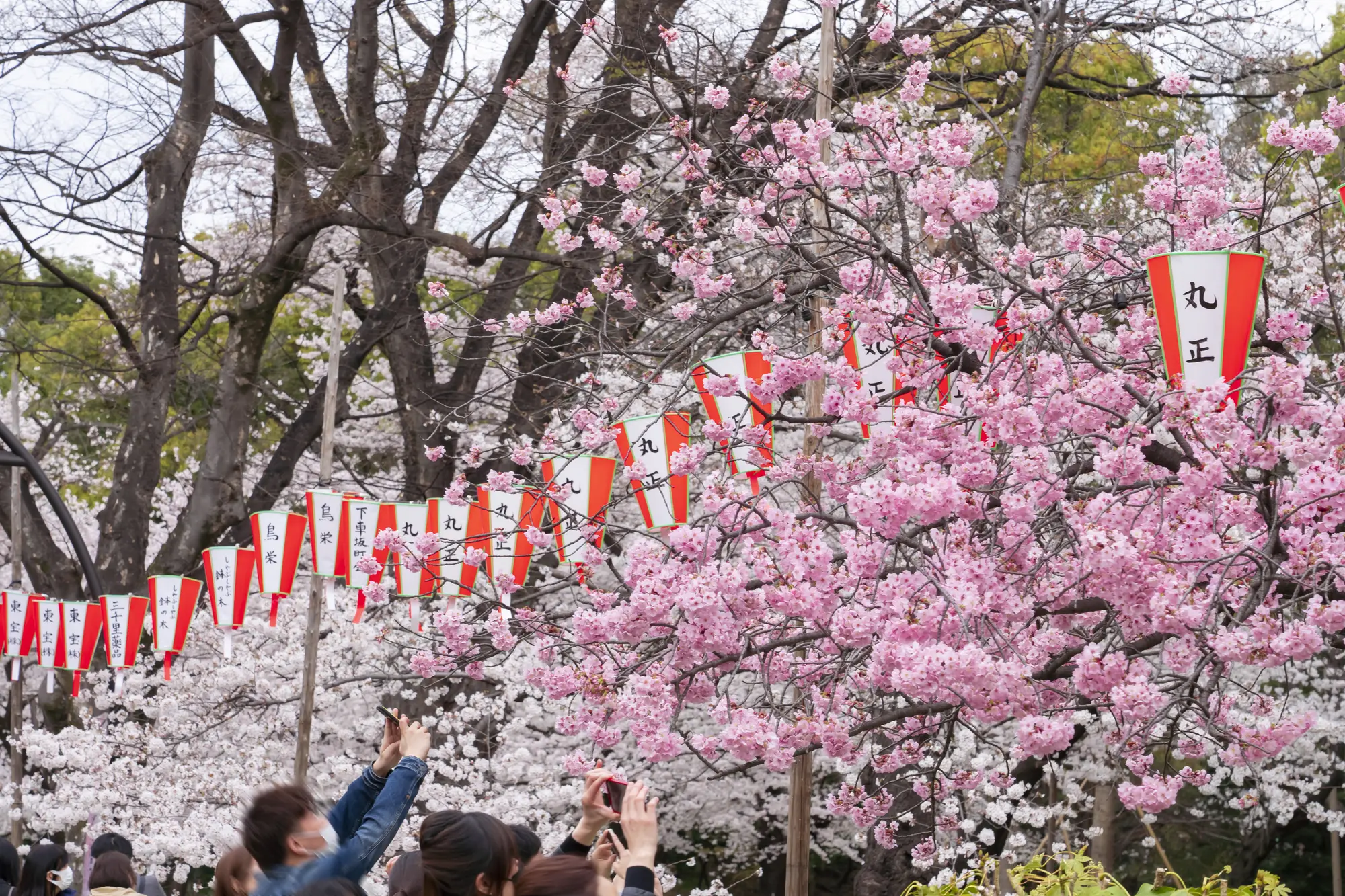 上野公园 MATCHA 日本旅游网络杂志